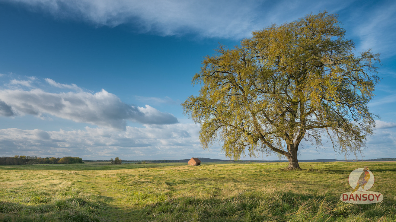 Illustration for section: домашні нагетси