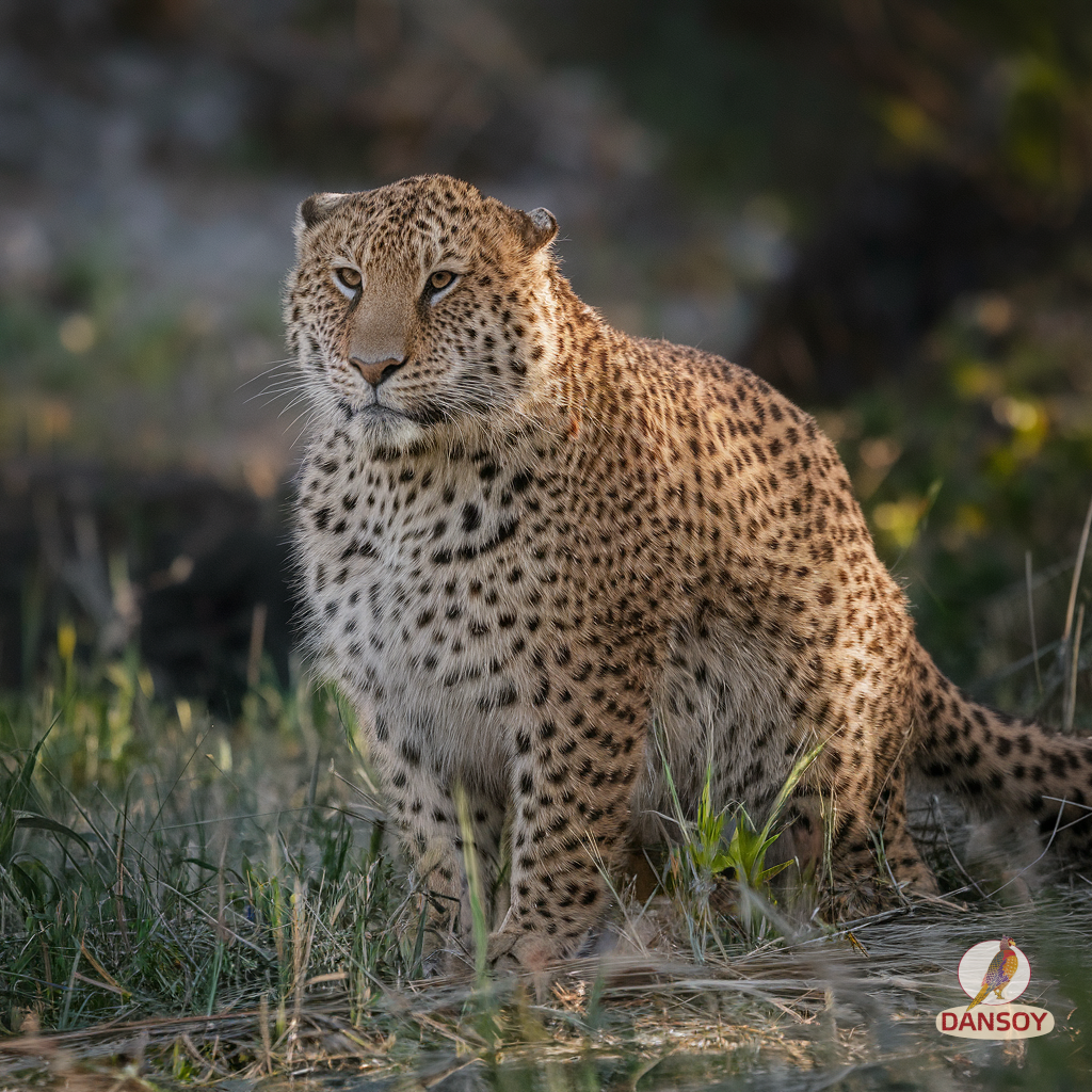 соковиті курячі крильця чилі