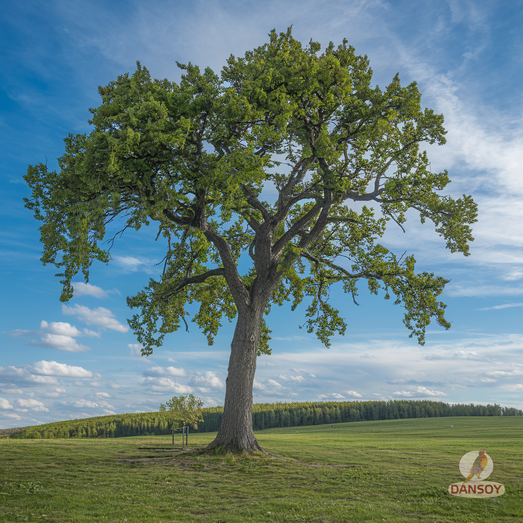 Illustration for section: Протипоказання, ризики та поради для особливих груп - соєвий замінник солі